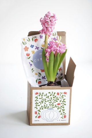 Гиацинт в крафтовой коробочке с открыткой
