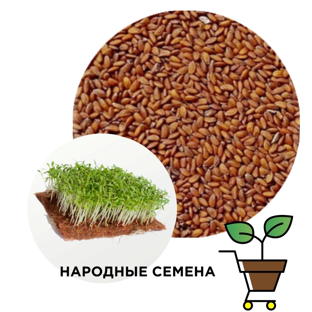 Кресс-салат Данский семена купить, фирма Семко - 1 кг