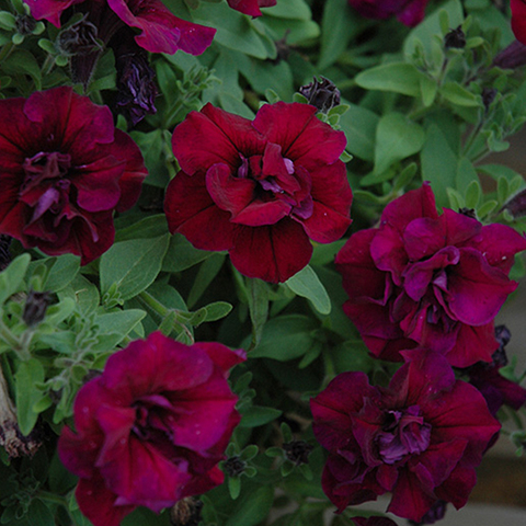 32196 Петуния SWEETSUNSHINE BURGUNDY (ВЕСНА 2025)