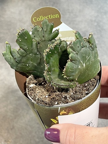 Эуфорбия Леукодендрон Кристата d7