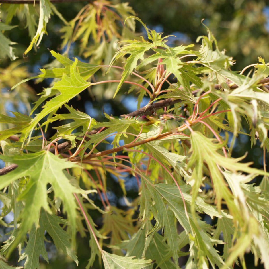 Acer saccharinum (клен серебристый) 'laciniatum Wieri'