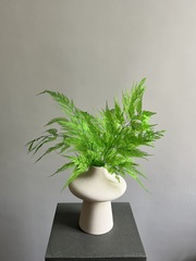 Папоротник ажурный зеленый