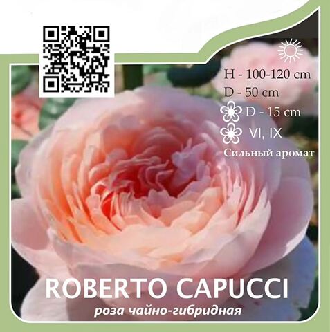 Роза чайно-гибридная 