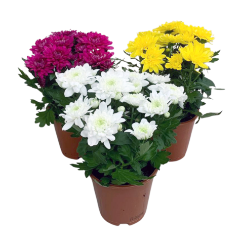 Хризантема