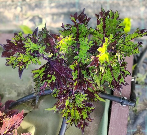 Viva Тай колеус КСР