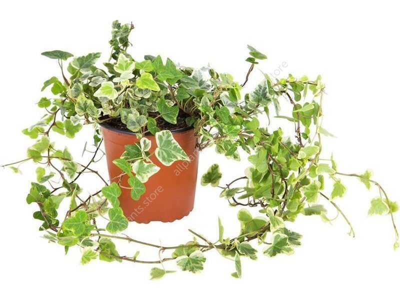 Хедера хеликс Вайт Вандер - купить в Москве с доставкой | Интернет ...