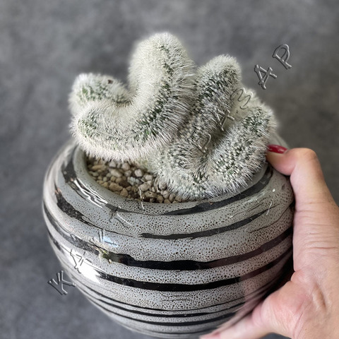 Клейстокактус Штраусса Кристата в Керамике d18