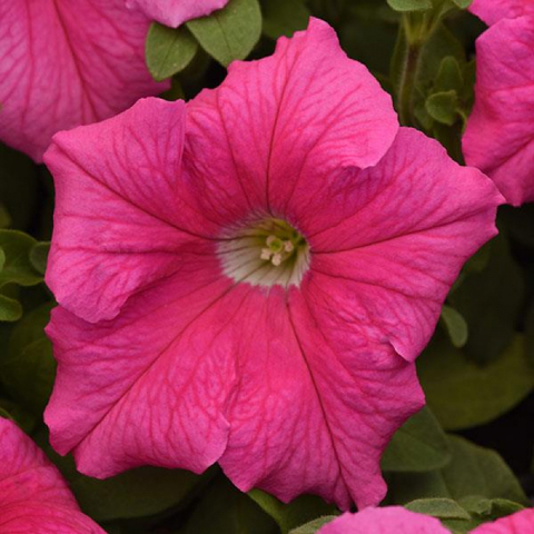 S60247 Петуния Supercascade Pink 10 шт.