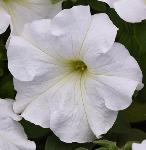 S5736 Петуния ампельная FotoFinish White 5шт.