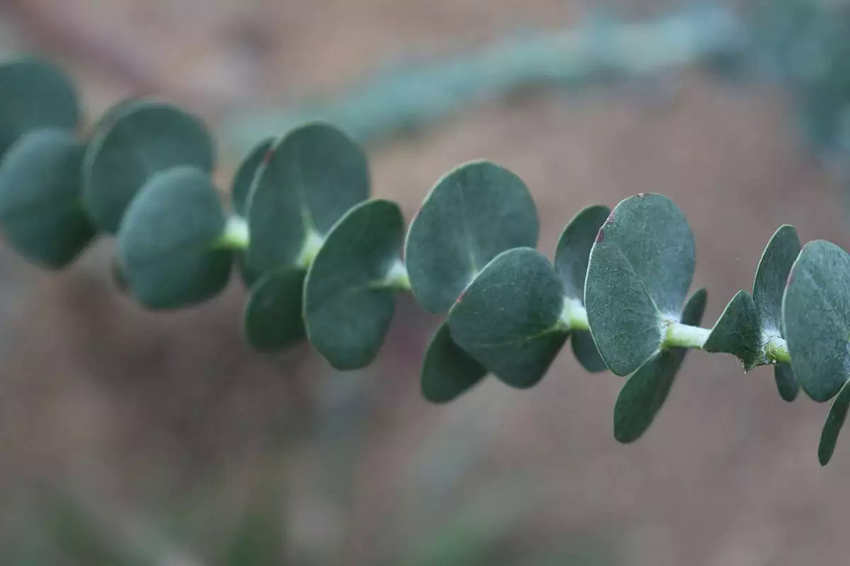 Семена Эвкалипт Гунни Eucalyptus Gunii