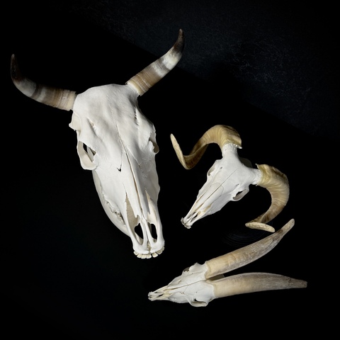 Набор черепов