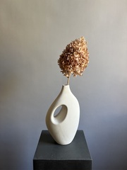 Гортензия стабилизированная кремовая крупнолистная