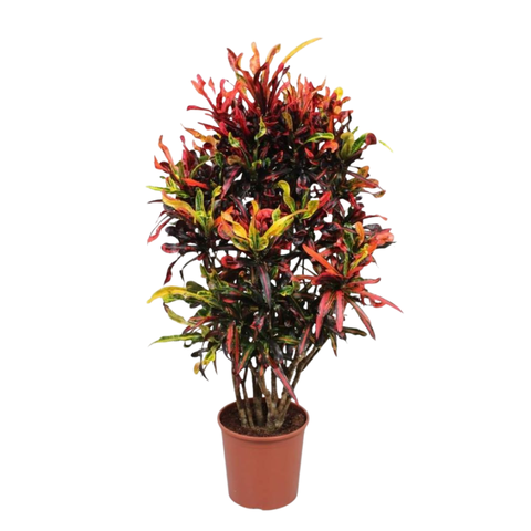 Кодиеум Пестролистный Мами