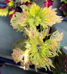 Sunny Bunny Тай колеус КСР