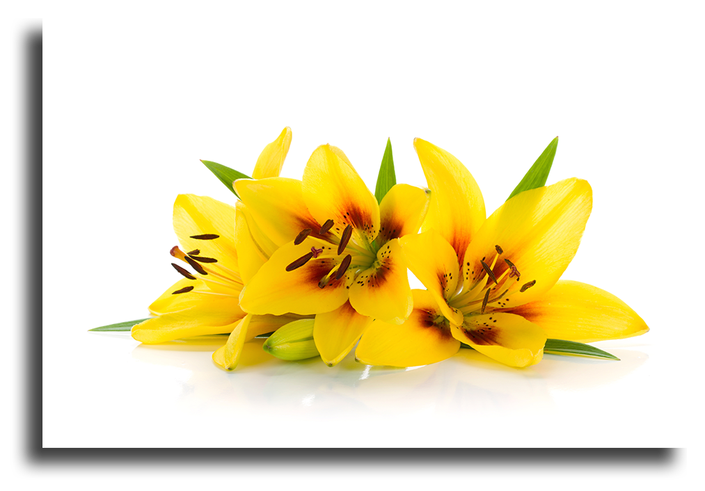 Фото Желтые лилии, более 96 качественных бесплатных стоковых фото