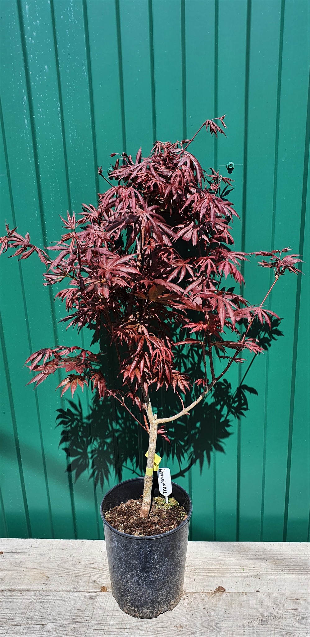 Клен дланевидный acer palmatum trompenburg