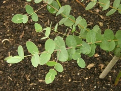 Семена Эвкалипт Гунни Eucalyptus Gunii