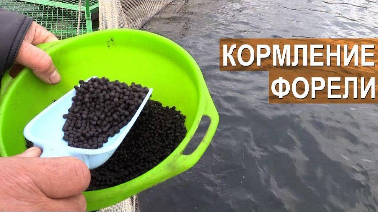 Рецепты кормов для прудовой рыбы