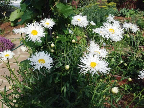 S5403 Нивяник Crazy Daisy 100 шт.