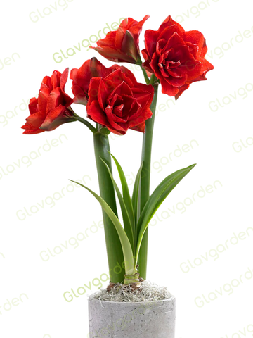 Амариллис махровый «Черри Нимф»