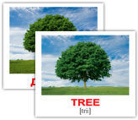 Tree на русском языке. Дерево на английском произношение. Tree транскрипция на английском. Дерево на английском с транскрипцией. Карточки с деревьями с транскрипцией на английском.
