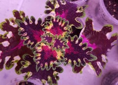 Trailing Burgundy Wedding Train колеус КСР