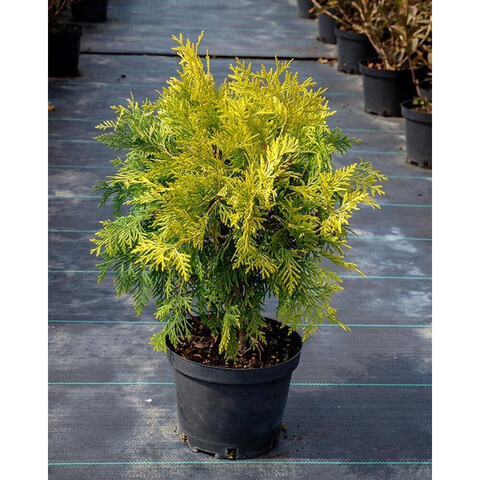 Туя западная 