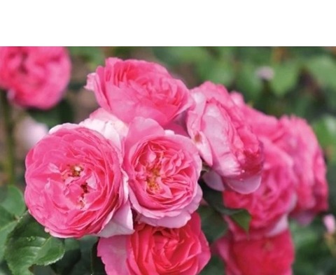 Мина Фрайла(Mina Frayla)