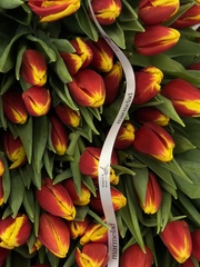 Тюльпаны классика - красно-желтый цвет