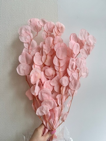 Эвкалипт стаб. Популюс Розовый