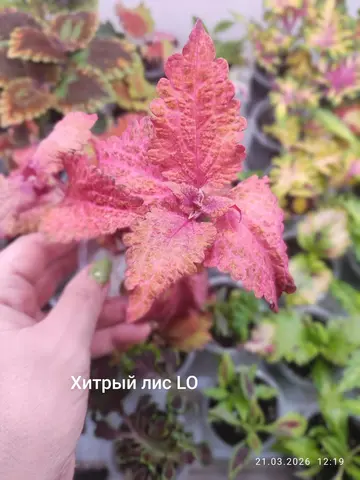 Хитрый Лис LO