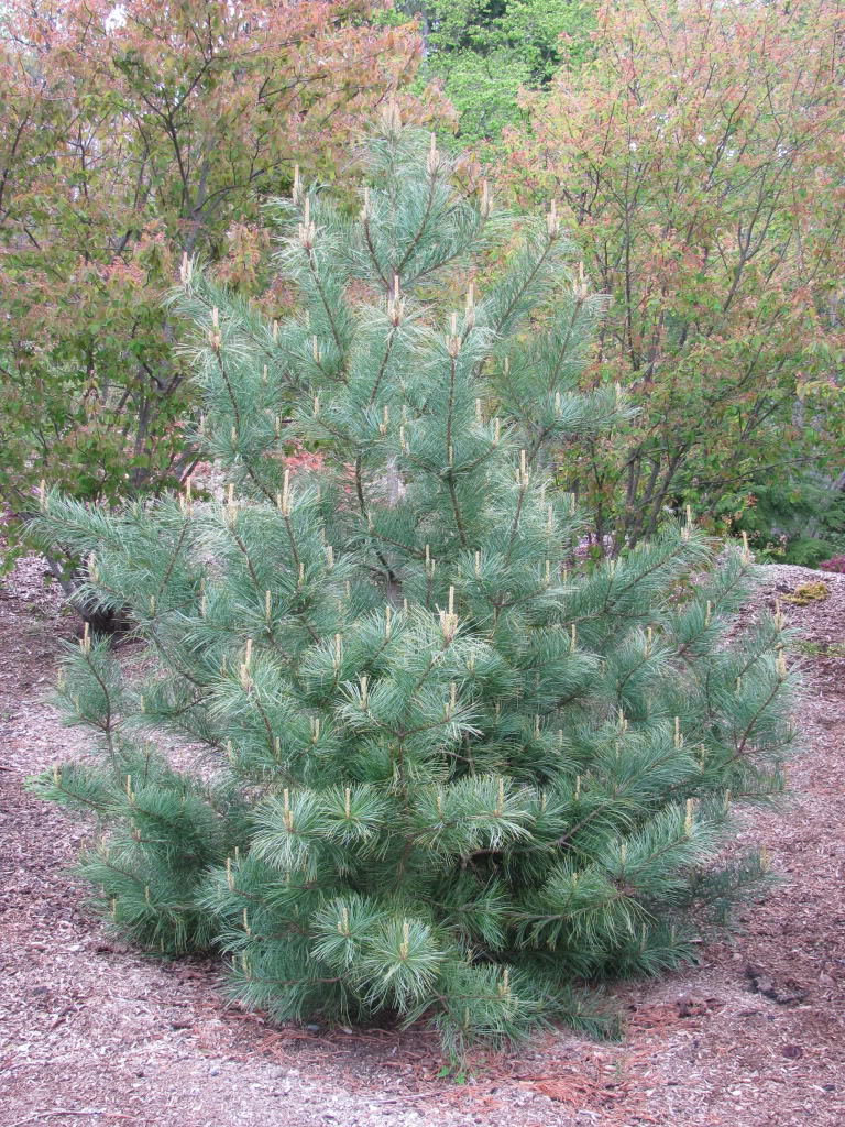 Pinus koraiensis