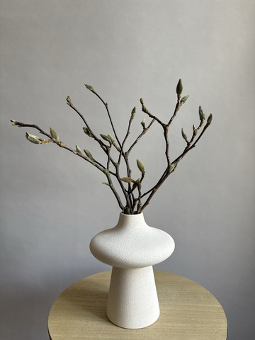 Магнолия ветки Вайт