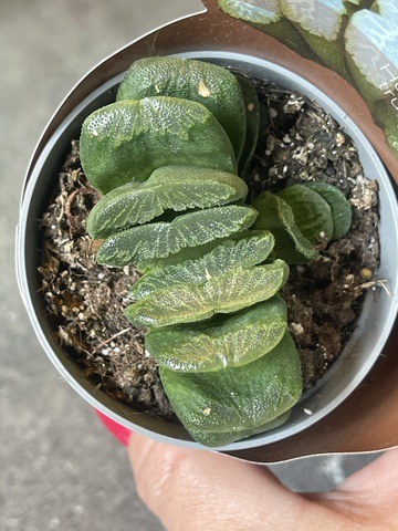 Хавортия Трунката