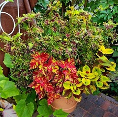 Tess Тай колеус КСР