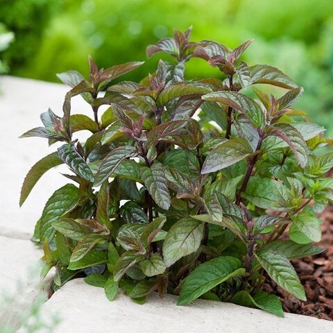 5002 Мята Black Mitcham  (Весна 2026)