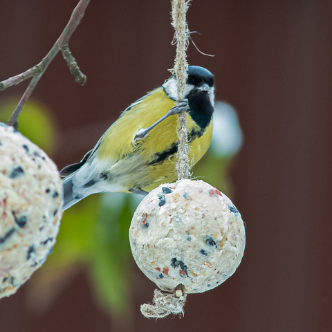 Питательный шарик для птиц на веревке
