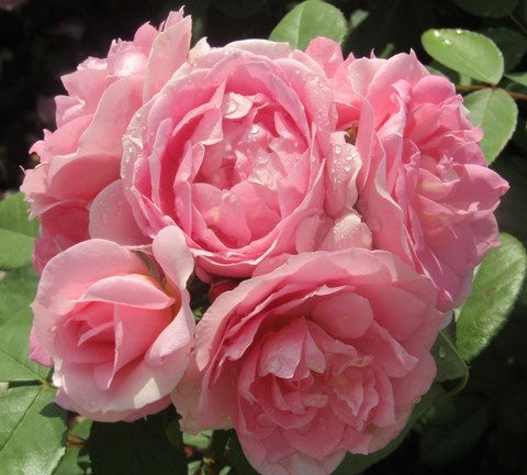 Роза канадская парковая Прайри Джой