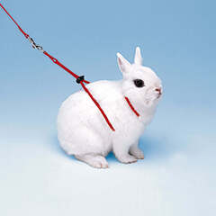 Ferplast поводок NY RAB для кроликов