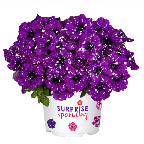 32107 ПЕТУНИЯ SURPRISE SPARKLING PURPLE