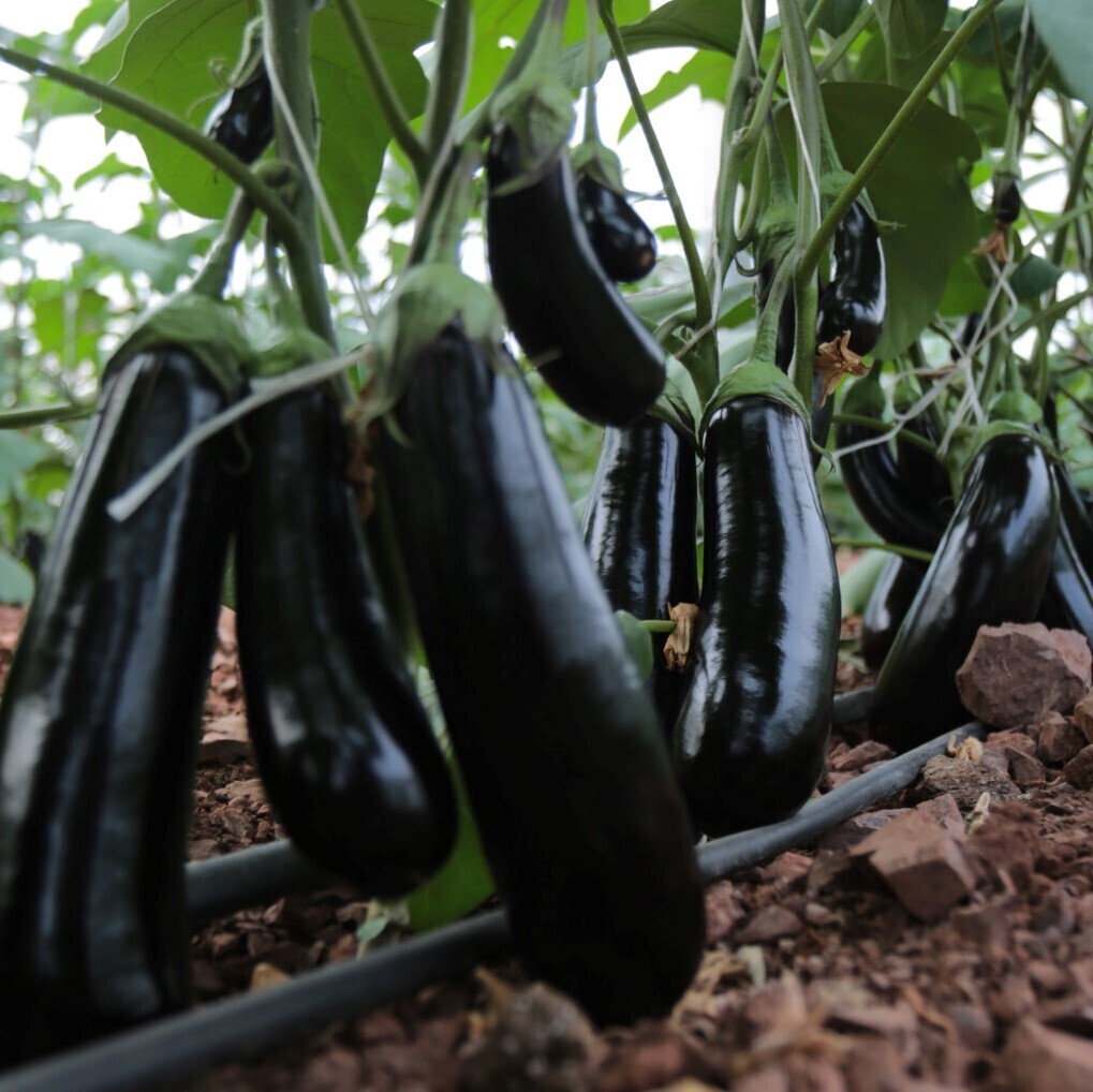 Баклажан Бузан F1 (чп) – купить за 67 ₽ | 1000seeds.ru