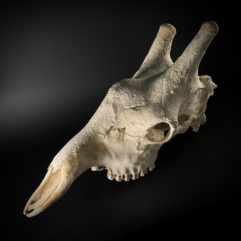 Череп жирафа