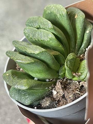 Хавортия Трунката