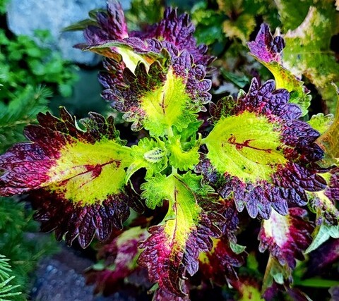 Pink Rigi Тай колеус КСР