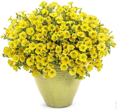 Петуния Mini Vista Yellow