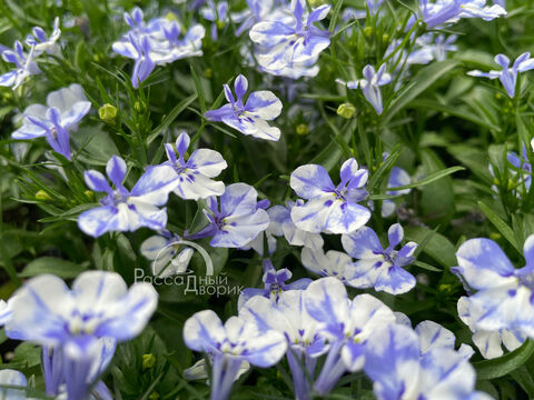 Лобелия Кюрасао Кура Блю Бэй