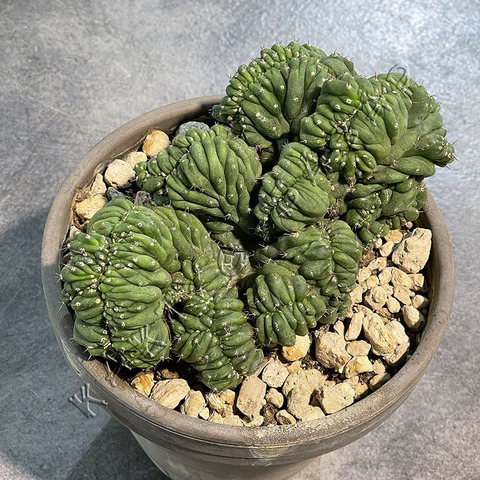 Трихоцереус Паханой Кристата в Керамике д17 в Коробке