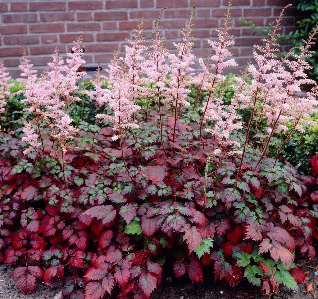 Многолетние растения с красными листьями для сада фото и названия