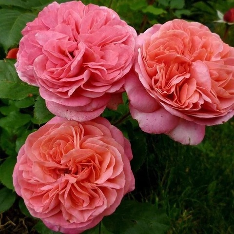Мэри Энн (Rosa Mary Ann)