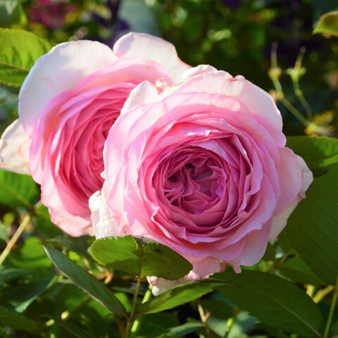 Мануэла Шультейс(Manuela Schultheis)